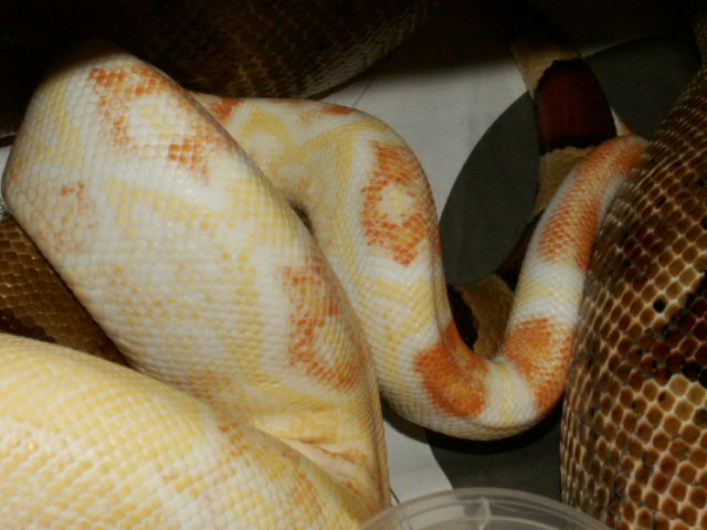 MALE SHARP AND FEMALE HYPO