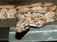 Arabesque female