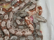 DH Sharp Strain babies 2