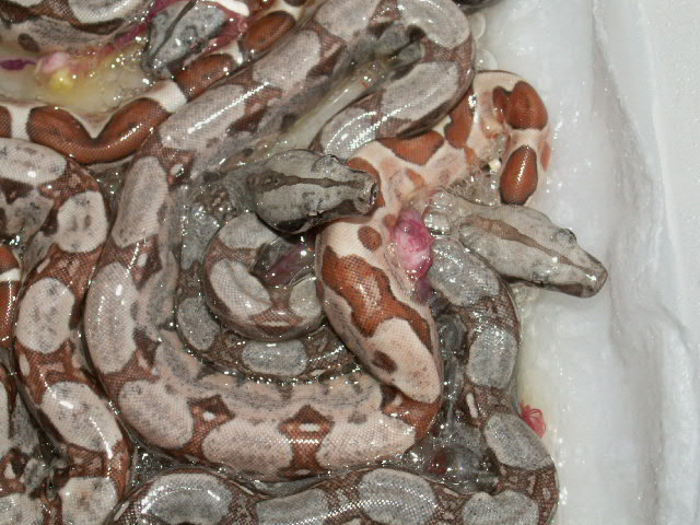 DH Sharp Strain babies 2