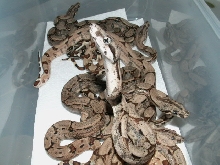 HYPO ARABESQUE P HET ANERY