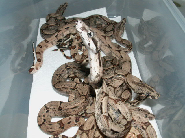 HYPO ARABESQUE P HET ANERY