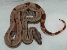 Possible Dominant Hypo