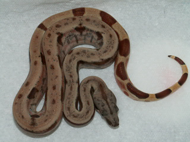 Possible Dominant Hypo