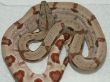 Possible Dominant Hypo