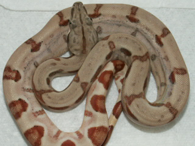 Possible Dominant Hypo