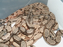 HYPO ARABESQUE P HET ANERY 2