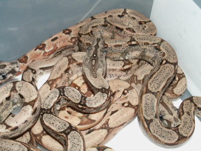 HYPO ARABESQUE P HET ANERY 2