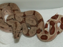 Possible Dominant Hypo