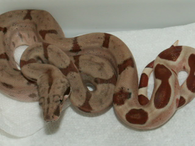 Possible Dominant Hypo
