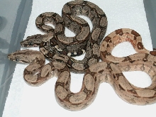 HYPO ARABESQUE P HET ANERY 3
