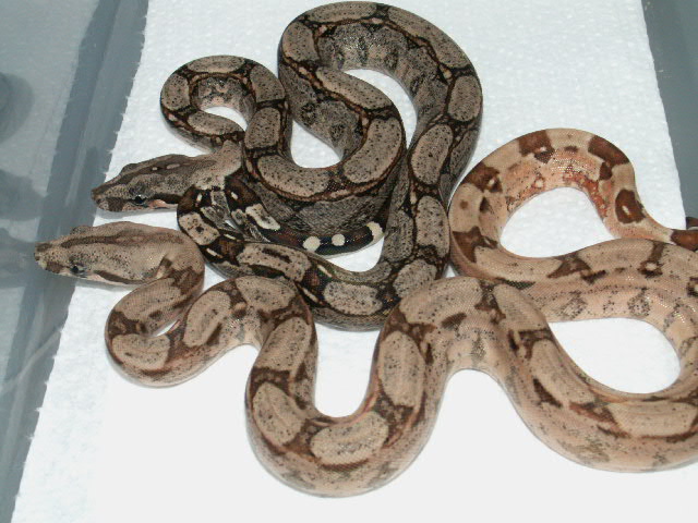 HYPO ARABESQUE P HET ANERY 3
