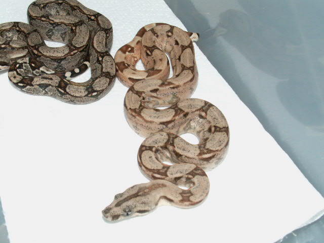 HYPO ARABESQUE P HET ANERY 4