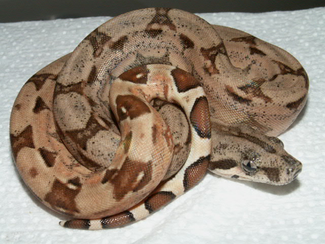 HYPO ARABESQUE P HET ANERY 5
