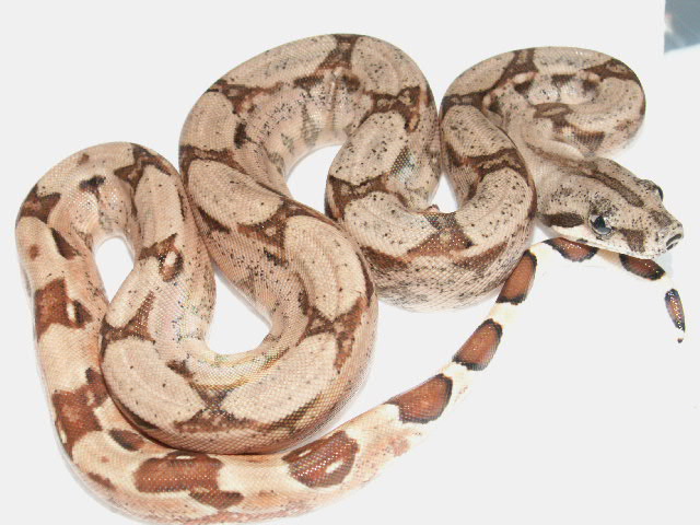 Male Hypo Arabesque P het. Anery