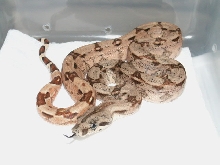 Male Hypo Arabesque P het. Anerytheristic