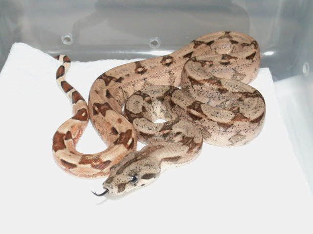 Male Hypo Arabesque P het. Anerytheristic