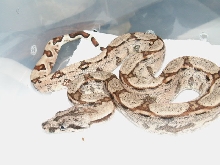 female Hypo Arabesque P het. Anery