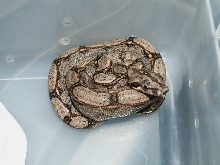male Arabesque P het. Anery