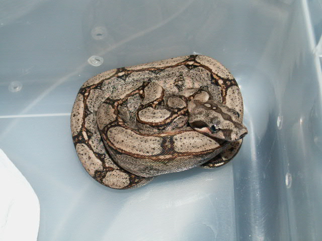 male Arabesque P het. Anery