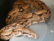 MALE ARABESQUE