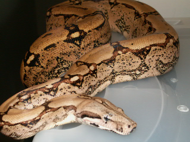 MALE ARABESQUE