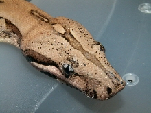 MALE ARABESQUE HEAD SHOT
