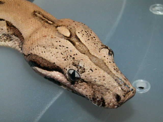 MALE ARABESQUE HEAD SHOT