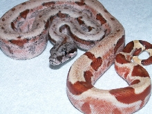 POSSIBLE DOMINANT HYPO
