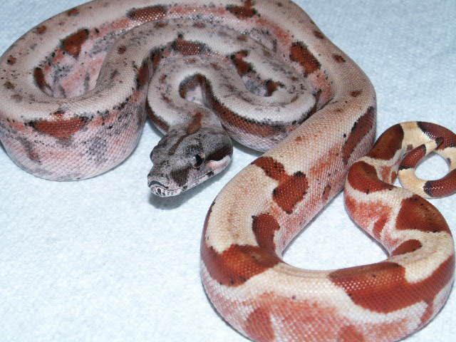 POSSIBLE DOMINANT HYPO