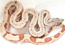 POSSIBLE DOMINANT HYPO