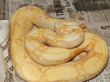 Male Sharp Albino