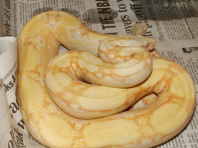 Male Sharp Albino