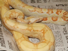 Male Sharp Albino #2 pic