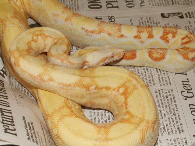 Male Sharp Albino #2 pic