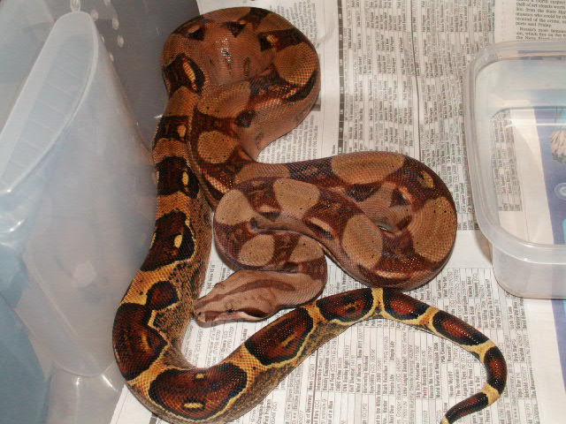 Pastel f Het. Sharp Albino