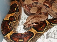 Pastel f Het. Sharp Albino #2 pic