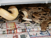 Sharp Male with Anery Female