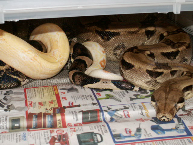 Sharp Male with Anery Female