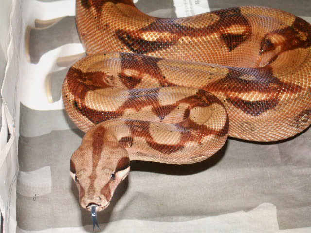 Pastel female f het. sharp albino