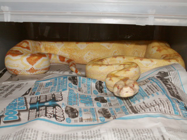 Sharp Female