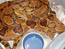 DH Ghost female and Arabesque Male