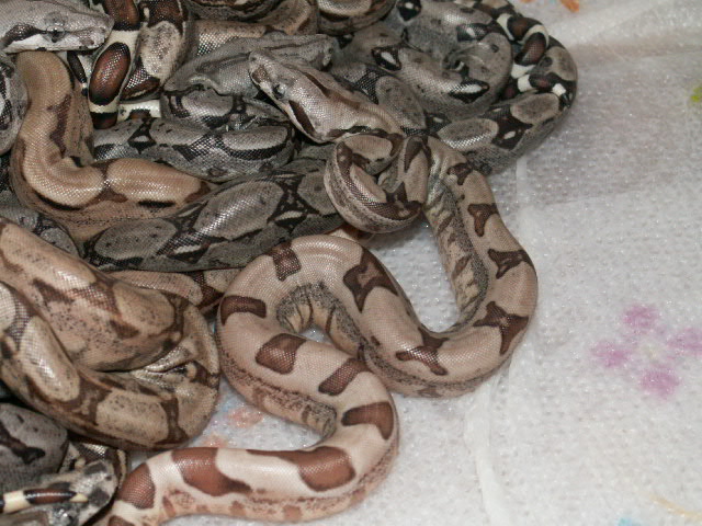 NEW BABIES 4