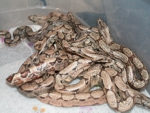 NEW BABIES 3