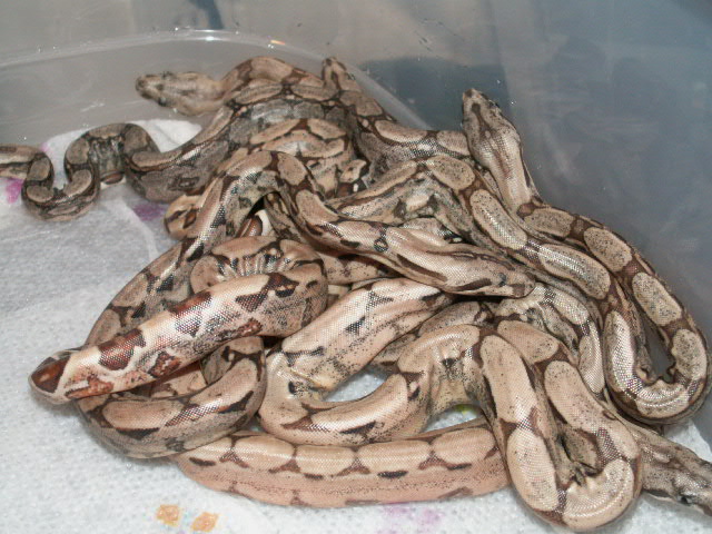NEW BABIES 3