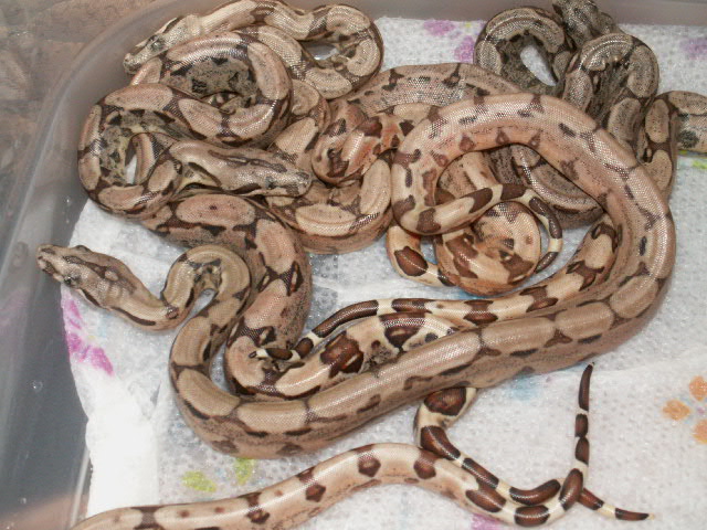 NEW BABIES 1