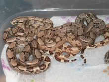 NEW BABIES 2