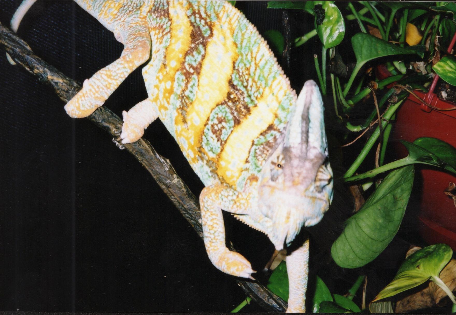 male