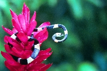 Red banded thirst snake