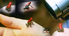 dendrobates granuliferus